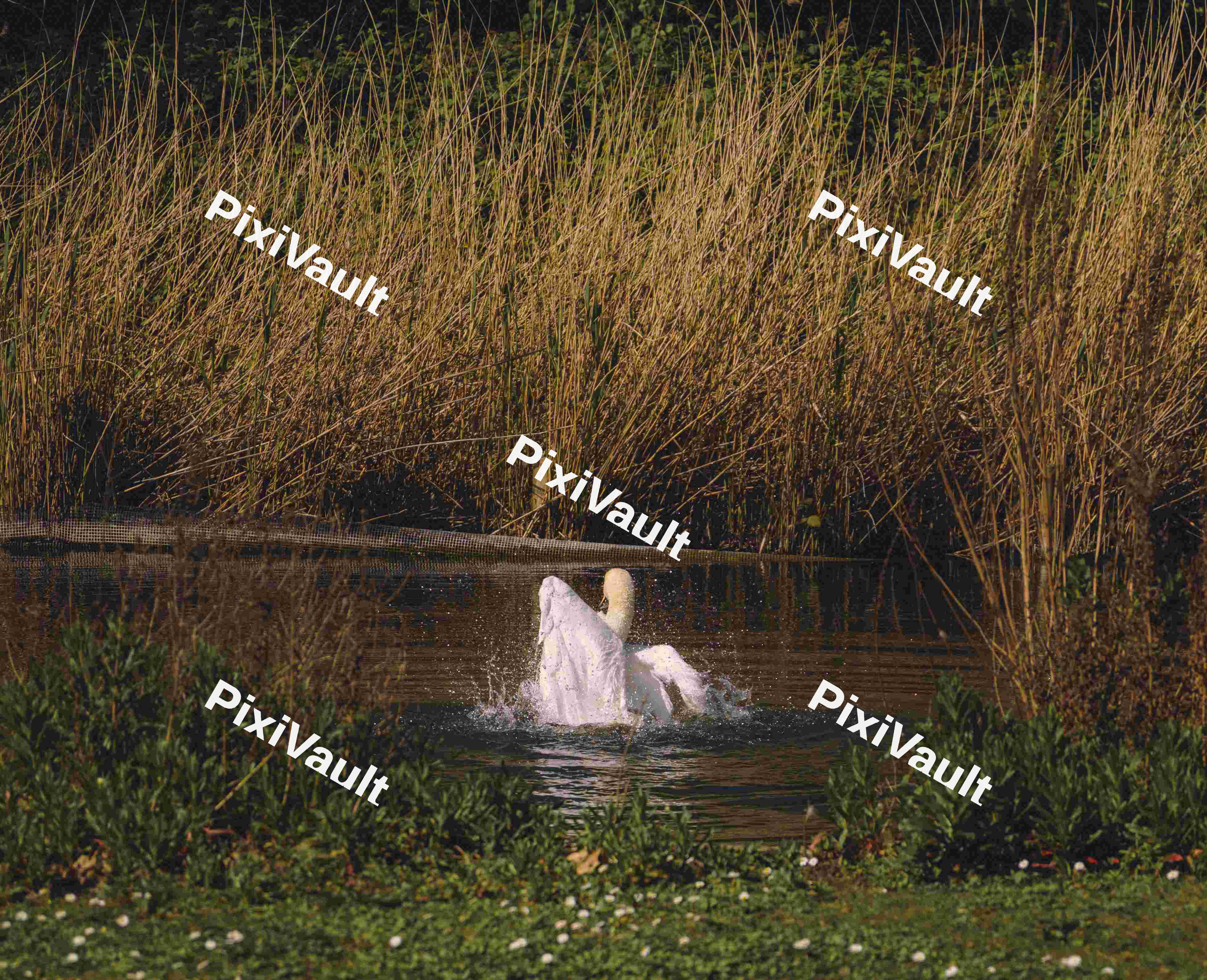 A Swan Display (Variation)